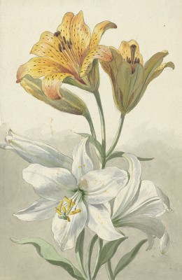 Żółte i białe lilie, Willem van Leen, ok. 1780 - wf1008