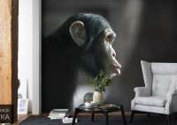 Fototapeta z Małpą